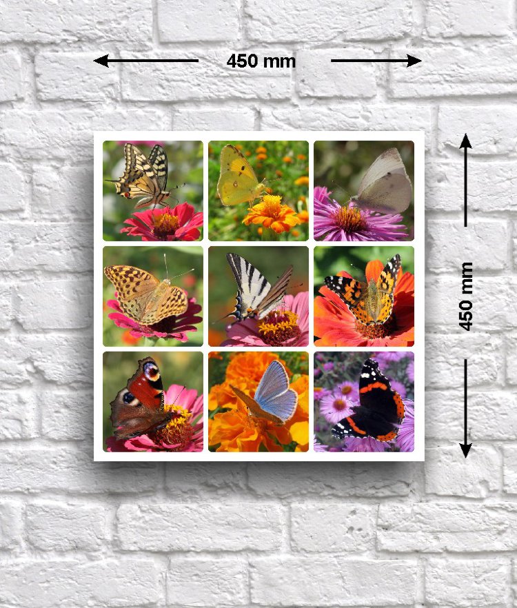 Постер - коллаж «Бабочки на разноцвете», 45 см х 45 см Постер с коллажем из фотографий очаровательных бабочек, собирающих нектар на цветах.